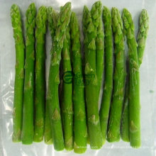 IQF Freozen Green Asparagus Spears